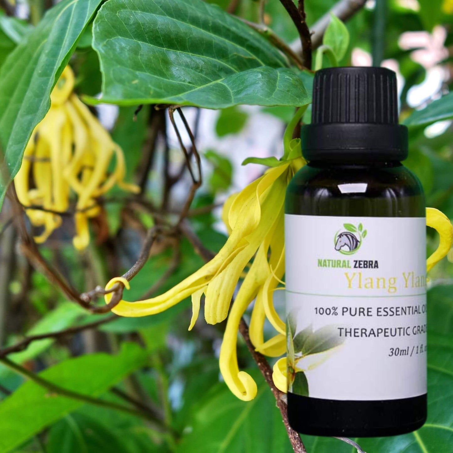 NATURAL ZEBRA | Ylang Ylang Essential Oil -