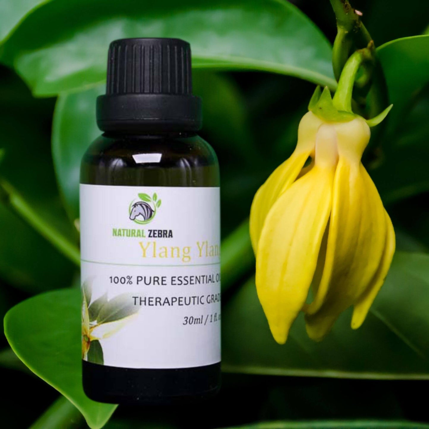 NATURAL ZEBRA | Ylang Ylang Essential Oil -