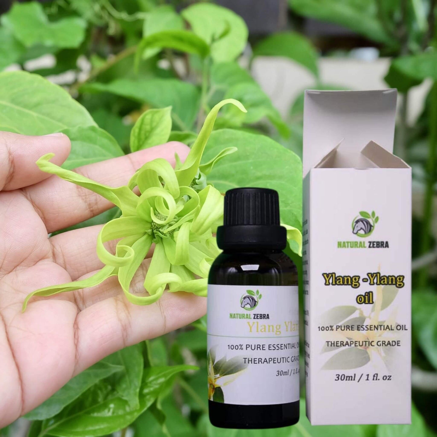 NATURAL ZEBRA | Ylang Ylang Essential Oil -