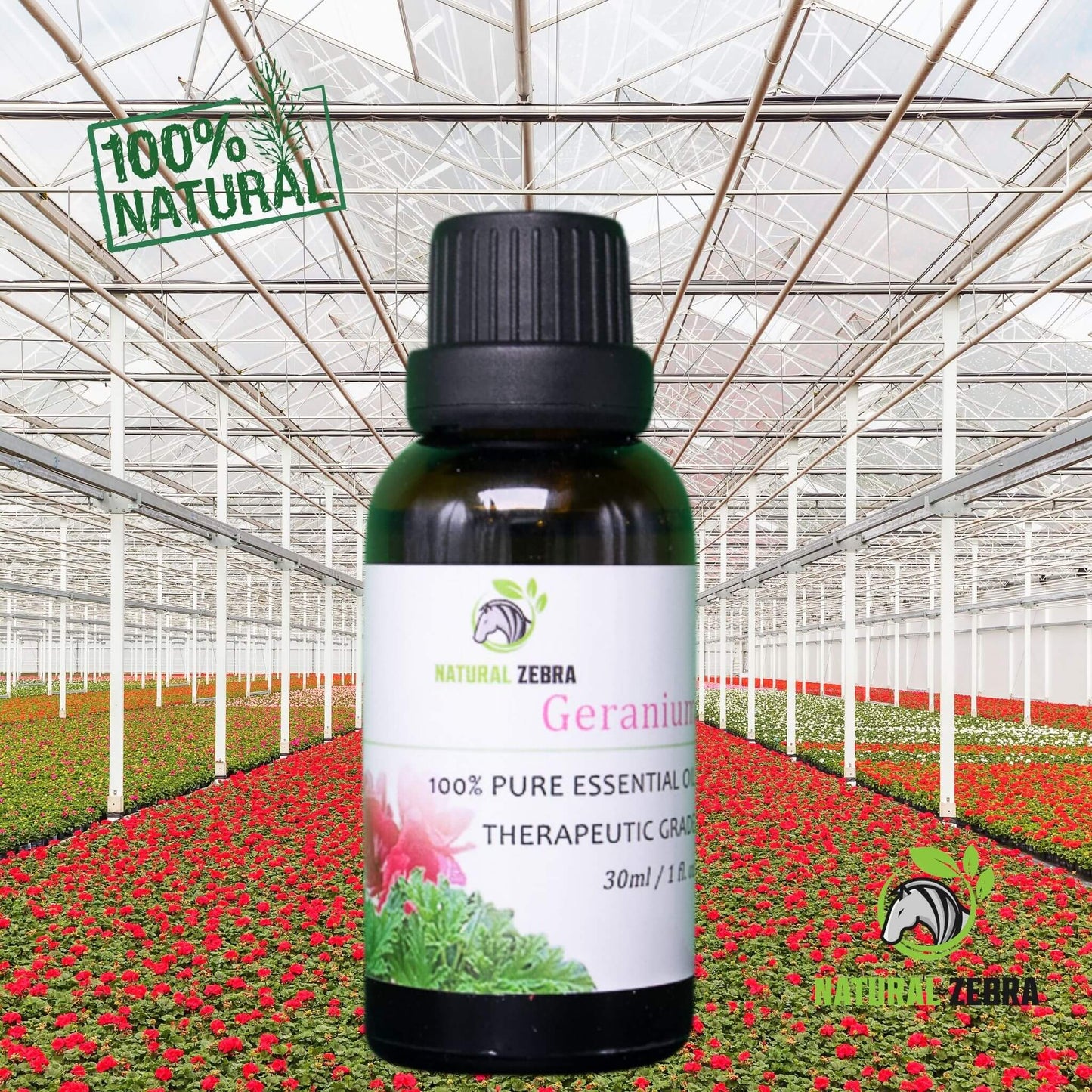NATURAL ZEBRA | Geranium Essential Oil -