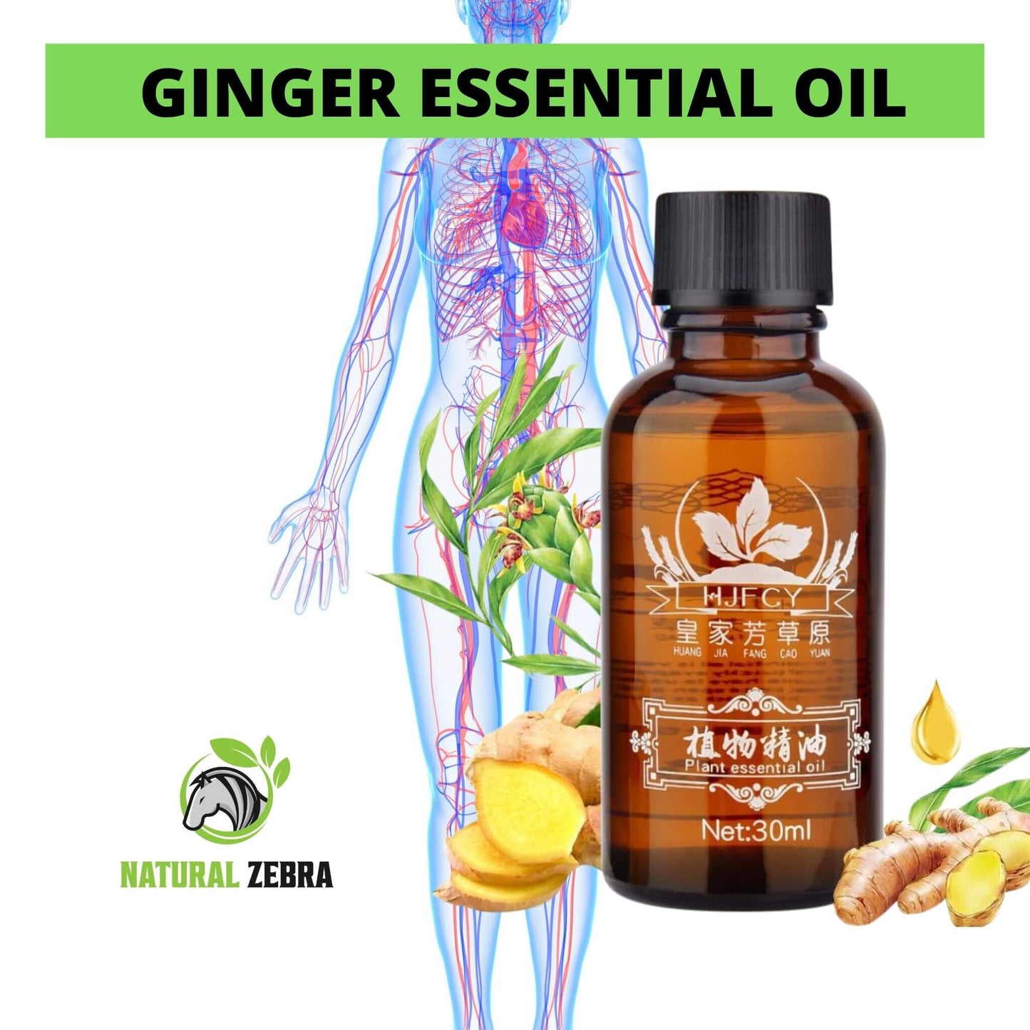 NATURAL ZEBRA | Ginger Essential Oil | 3-Bottles Bundle -