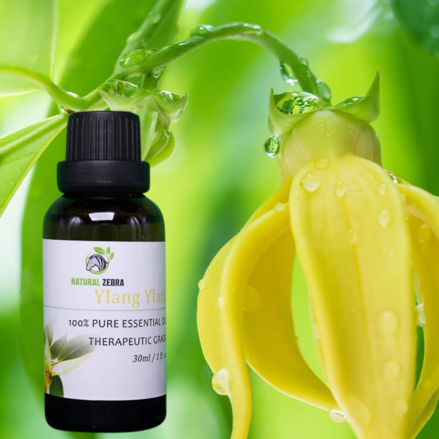 NATURAL ZEBRA | Ylang Ylang Essential Oil -