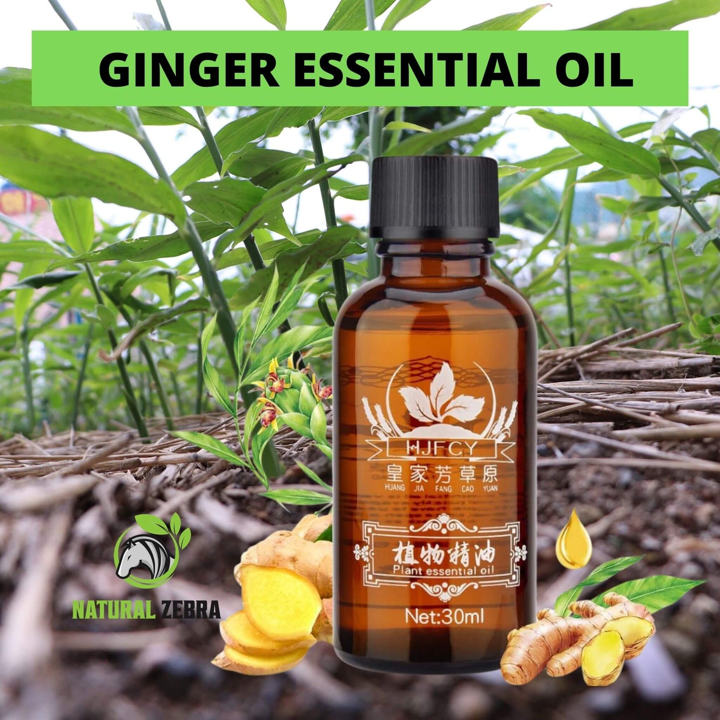 NATURAL ZEBRA | Ginger Essential Oil | 5 Bottles Bundle -