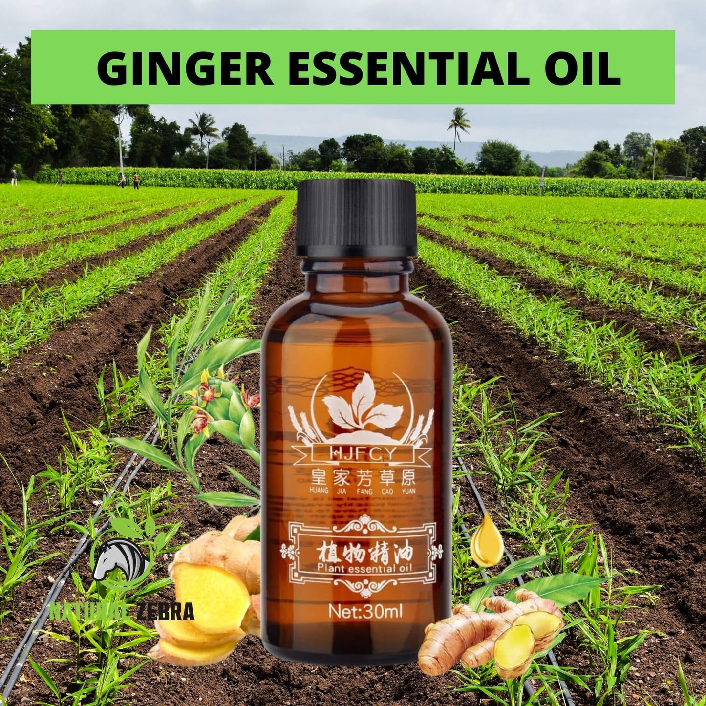 NATURAL ZEBRA | Ginger Essential Oil | 3-Bottles Bundle -