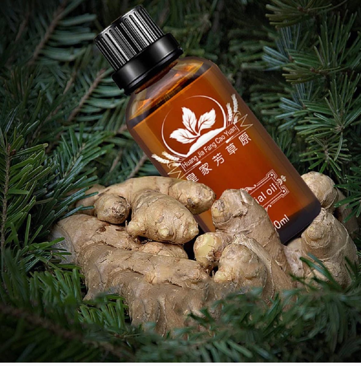 Ginger Essential Oil - 30ml - 38 - NATURAL ZEBRA