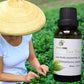 NATURAL ZEBRA | Tea Tree Essential Oil -