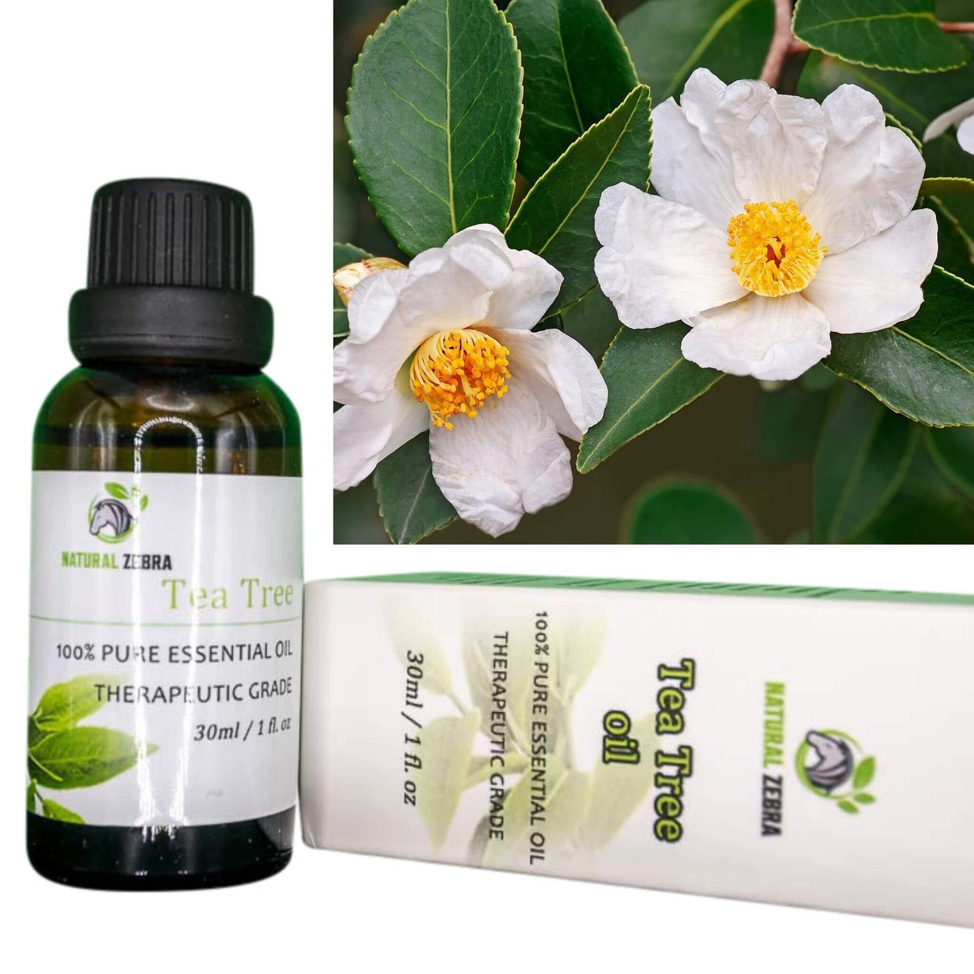 NATURAL ZEBRA | Tea Tree Essential Oil -