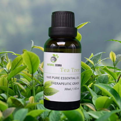 NATURAL ZEBRA | Tea Tree Essential Oil -