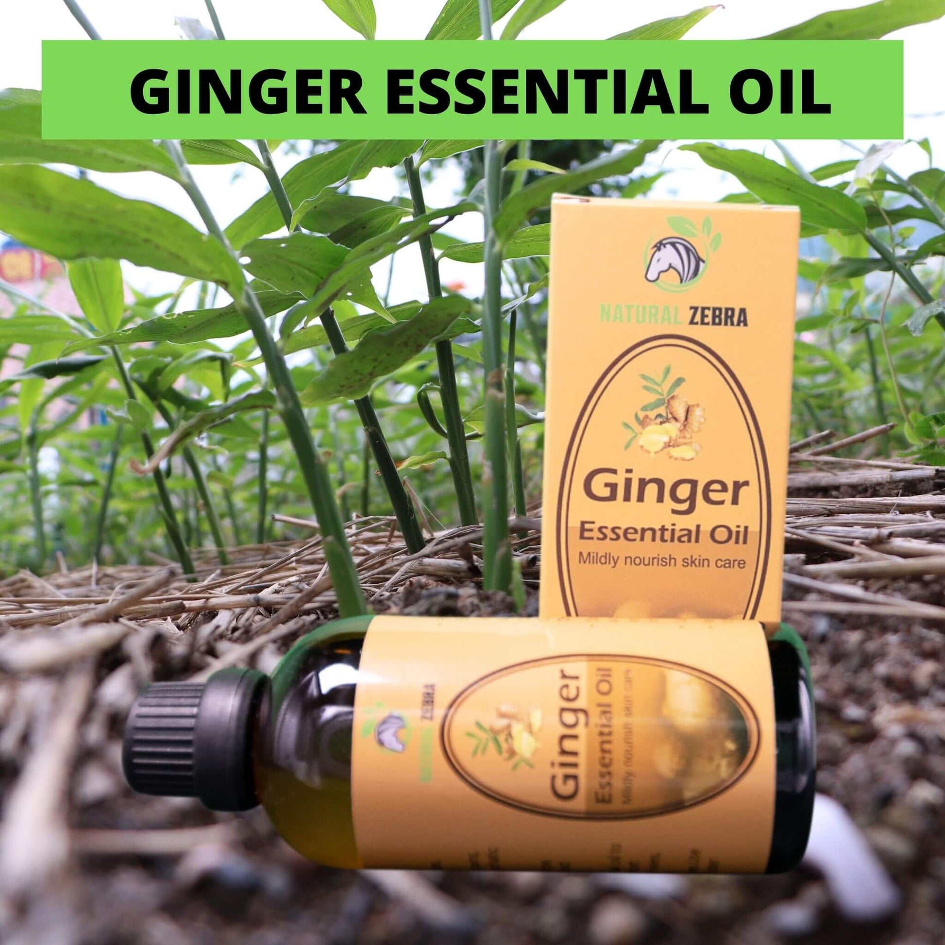 NATURAL ZEBRA | Ginger Essential Oil - 30ml -